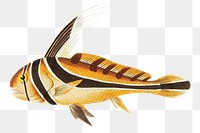 Png sticker Knight fish illustration