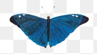 Png bright-blue butterfly illustration
