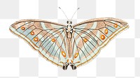 Png bright blue butterfly illustration