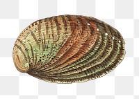 Png ear shell vintage illustration