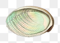 Png tuberculated haliotis shell vintage clipart