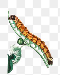 Png sticker fig sphinx worm illustration