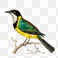 Png sticker doubtful motacilla bird illustration