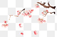 Pink cherry blossom png design element, remixed from artworks by Hu Zhengyan