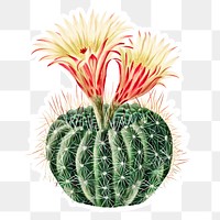 Vintage sun cup cactus sticker with white border
