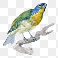 Exotic Bird png illustration, remixed from artworks by Aert Schouman