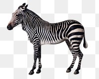 Zebra png vintage illustration, remixed from artworks by George Stubbs