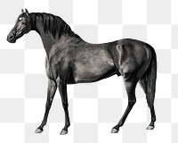 Horse png vintage illustration, remixed from artworks by George Stubbs