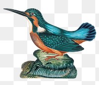 Kingfisher png sticker, vintage bird illustration, remixed from artworks by James Bolton