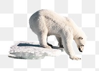 Polar bear png thin ice clipart, global warming, environmental impact