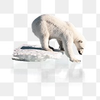 Polar bear png thin ice clipart, global warming, environmental impact