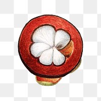 Vintage mangosteen transparent png. Digitally enhanced illustration from U.S. Department of Agriculture Pomological Watercolor Collection. Rare and Special Collections, National Agricultural Library.
