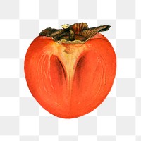 Vintage persimmon transparent png. Digitally enhanced illustration from U.S. Department of Agriculture Pomological Watercolor Collection. Rare and Special Collections, National Agricultural Library.