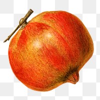 Vintage pomegranate transparent png. Digitally enhanced illustration from U.S. Department of Agriculture Pomological Watercolor Collection. Rare and Special Collections, National Agricultural Library.