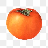 Vintage persimmon transparent png. Digitally enhanced illustration from U.S. Department of Agriculture Pomological Watercolor Collection. Rare and Special Collections, National Agricultural Library.