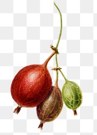 Vintage gooseberry bud transparent png. Digitally enhanced illustration from U.S. Department of Agriculture Pomological Watercolor Collection. Rare and Special Collections, National Agricultural Library.