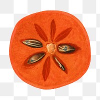 Vintage persimmon transparent png. Digitally enhanced illustration from U.S. Department of Agriculture Pomological Watercolor Collection. Rare and Special Collections, National Agricultural Library.