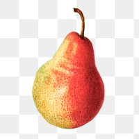 Vintage pear transparent png. Digitally enhanced illustration from U.S. Department of Agriculture Pomological Watercolor Collection. Rare and Special Collections, National Agricultural Library.