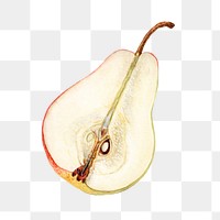 Vintage pear transparent png. Digitally enhanced illustration from U.S. Department of Agriculture Pomological Watercolor Collection. Rare and Special Collections, National Agricultural Library.