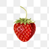 Vintage strawberry transparent png. Digitally enhanced illustration from U.S. Department of Agriculture Pomological Watercolor Collection. Rare and Special Collections, National Agricultural Library.
