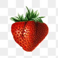 Vintage strawberry transparent png. Digitally enhanced illustration from U.S. Department of Agriculture Pomological Watercolor Collection. Rare and Special Collections, National Agricultural Library.
