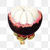 Vintage mangosteen transparent png. Digitally enhanced illustration from U.S. Department of Agriculture Pomological Watercolor Collection. Rare and Special Collections, National Agricultural Library.