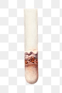 Vintage lime in test tube transparent png. Digitally enhanced illustration from U.S. Department of Agriculture Pomological Watercolor Collection. Rare and Special Collections, National Agricultural Library.