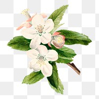 Vintage crab apple flowers transparent png. Digitally enhanced illustration from U.S. Department of Agriculture Pomological Watercolor Collection. Rare and Special Collections, National Agricultural Library.