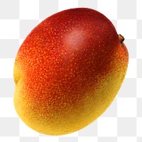 Vintage mango transparent png. Digitally enhanced illustration from U.S. Department of Agriculture Pomological Watercolor Collection. Rare and Special Collections, National Agricultural Library.