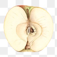 Vintage apple transparent png. Digitally enhanced illustration from U.S. Department of Agriculture Pomological Watercolor Collection. Rare and Special Collections, National Agricultural Library.