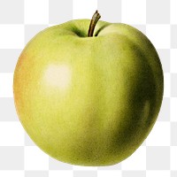 Vintage green apple transparent png. Digitally enhanced illustration from U.S. Department of Agriculture Pomological Watercolor Collection. Rare and Special Collections, National Agricultural Library.