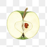 Vintage green apple transparent png. Digitally enhanced illustration from U.S. Department of Agriculture Pomological Watercolor Collection. Rare and Special Collections, National Agricultural Library.