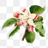 Vintage apple buds transparent png. Digitally enhanced illustration from U.S. Department of Agriculture Pomological Watercolor Collection. Rare and Special Collections, National Agricultural Library.