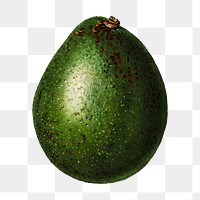 Vintage avocado transparent png. Digitally enhanced illustration from U.S. Department of Agriculture Pomological Watercolor Collection. Rare and Special Collections, National Agricultural Library.