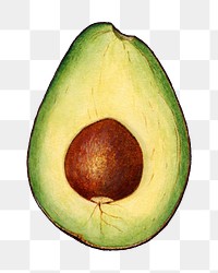 Vintage avocado transparent png. Digitally enhanced illustration from U.S. Department of Agriculture Pomological Watercolor Collection. Rare and Special Collections, National Agricultural Library.