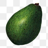 Vintage avocado transparent png. Digitally enhanced illustration from U.S. Department of Agriculture Pomological Watercolor Collection. Rare and Special Collections, National Agricultural Library.