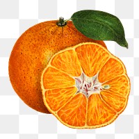 Vintage orange transparent png. Digitally enhanced illustration from U.S. Department of Agriculture Pomological Watercolor Collection. Rare and Special Collections, National Agricultural Library.