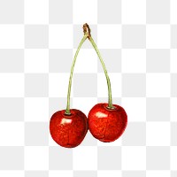 Vintage cherries transparent png. Digitally enhanced illustration from U.S. Department of Agriculture Pomological Watercolor Collection. Rare and Special Collections, National Agricultural Library.