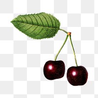 Vintage black cherries transparent png. Digitally enhanced illustration from U.S. Department of Agriculture Pomological Watercolor Collection. Rare and Special Collections, National Agricultural Library.
