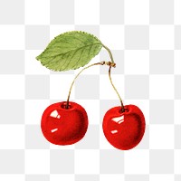 Vintage red cherries transparent png. Digitally enhanced illustration from U.S. Department of Agriculture Pomological Watercolor Collection. Rare and Special Collections, National Agricultural Library.