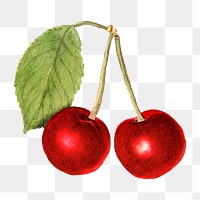 Vintage cherries transparent png. Digitally enhanced illustration from U.S. Department of Agriculture Pomological Watercolor Collection. Rare and Special Collections, National Agricultural Library.