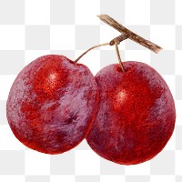Vintage plums transparent png. Digitally enhanced illustration from U.S. Department of Agriculture Pomological Watercolor Collection. Rare and Special Collections, National Agricultural Library.