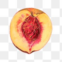 Vintage halved peach transparent png. Digitally enhanced illustration from U.S. Department of Agriculture Pomological Watercolor Collection. Rare and Special Collections, National Agricultural Library.