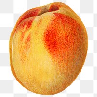Delicious peach transparent png. Digitally enhanced illustration from U.S. Department of Agriculture Pomological Watercolor Collection. Rare and Special Collections, National Agricultural Library.