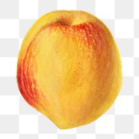 Vintage peach transparent png. Digitally enhanced illustration from U.S. Department of Agriculture Pomological Watercolor Collection. Rare and Special Collections, National Agricultural Library.