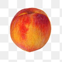 Delicious peach transparent png. Digitally enhanced illustration from U.S. Department of Agriculture Pomological Watercolor Collection. Rare and Special Collections, National Agricultural Library.