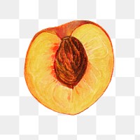 Vintage halved peach transparent png. Digitally enhanced illustration from U.S. Department of Agriculture Pomological Watercolor Collection. Rare and Special Collections, National Agricultural Library.