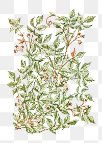 Leafy rose hip wallpaper transparent png