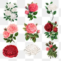 Garden rose png sticker, vintage illustration set, transparent background