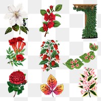 Vintage botanical png sticker, flower & leaf illustrations set